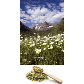 Wild Mountain Chamomile Flower 50g