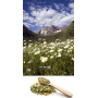Wild Mountain Chamomile Flower 50g