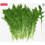 Dandelion Wild Leaf 100g