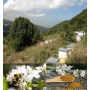 Pure Organic Wildflower Mountain Bee Pollen 100g