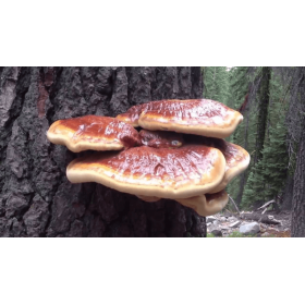 Organic Reishi Mushroom (Lingzhi mushroom) 100g