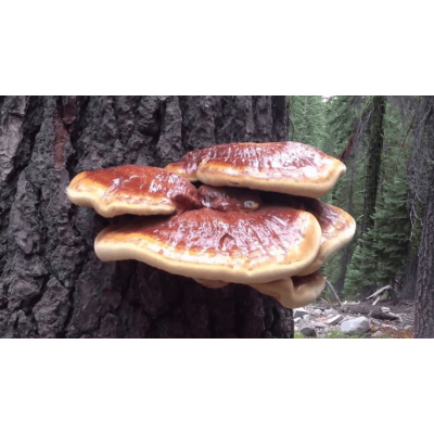 Organic Reishi Mushroom (Lingzhi mushroom) 100g