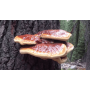 Organic Reishi Mushroom (Lingzhi mushroom) 100g