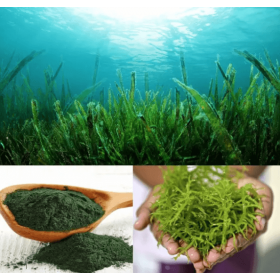 Organic Spirulina Herb 100g