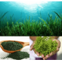 Organic Spirulina Herb 100g