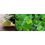 Gotu Kola Organic (Centella asiatica) Herb 100g