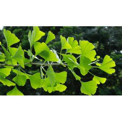 Organic Ginkgo Biloba Leaf 100g
