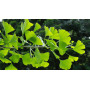 Organic Ginkgo Biloba Leaf 100g